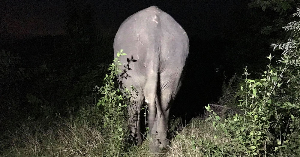 Source: Lek Chailert Thanks to Lek and her work, elephants like Poon Mee have a second chance to enjoy life, free from slavery in a logging camp.