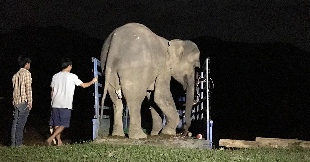 Source: Lek Chailert Poon Mee was rescued after another elephant, Sivilai, died while shackled to a tree.