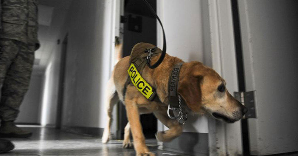 Source: U.S. Air Force You could bring one home!