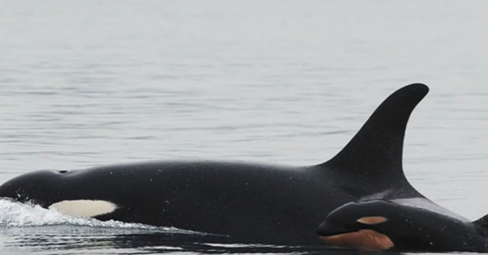 Source: YouTube/The Oregonian Orcas are sentient and highly intuitive animals.