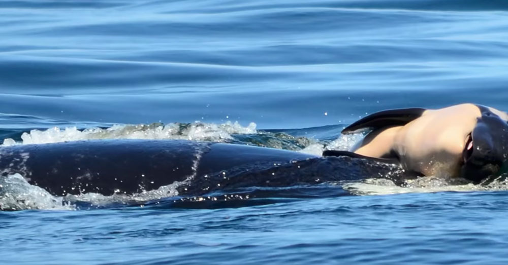 Source: YouTube/The Oregonian A lack of food is one of the biggest threats to the survival of Tahlequa's orca pod.