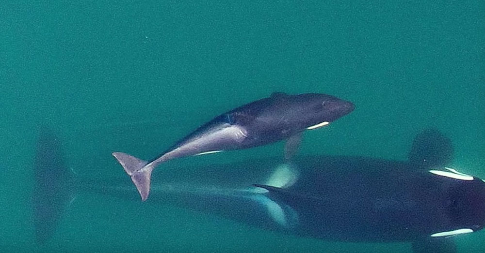 Source: YouTube/The Oregonian The orca was not stillborn. Tahlequa and her baby had just 30 minutes together before the calf died.