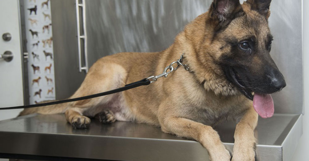 Source: U.S. Air Force Without narcotic painkillers, some animals may be in greater pain.