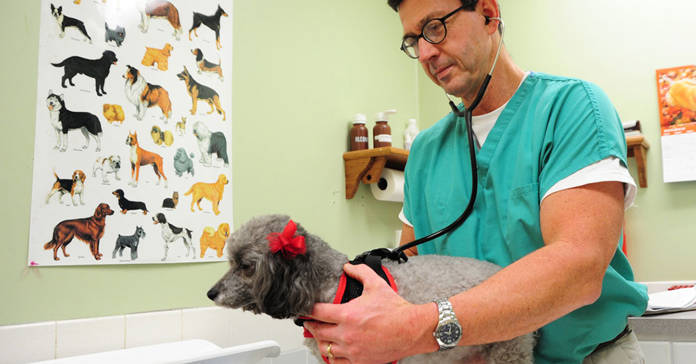 Source: U.S. Air Force Some veterinarians have refused to stock or prescribe opioids altogether.