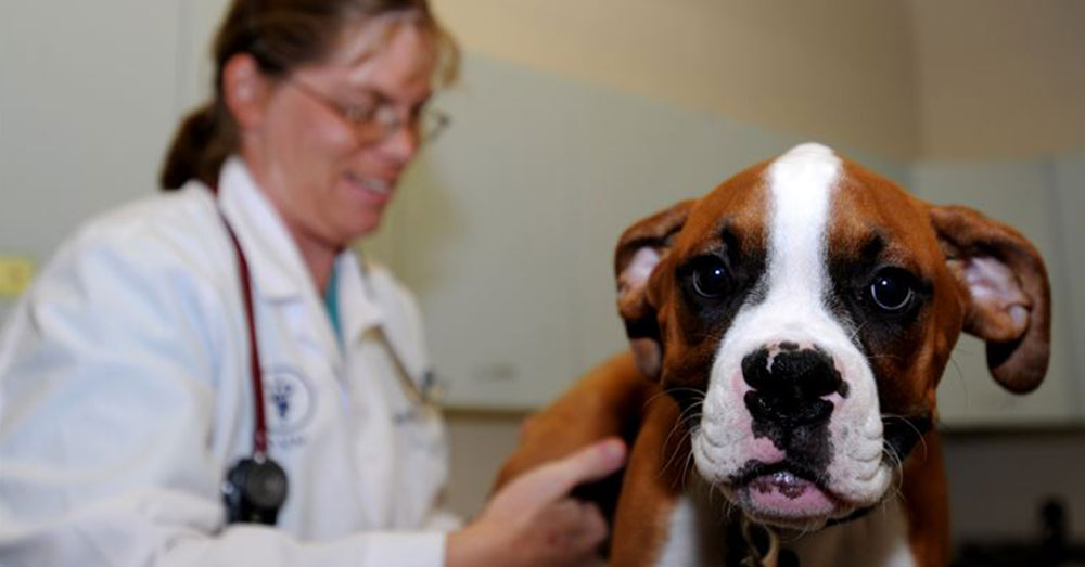 Source: U.S. Air Force Some animals have been cut or trained to repeat certain behaviors to get an opioid prescription.