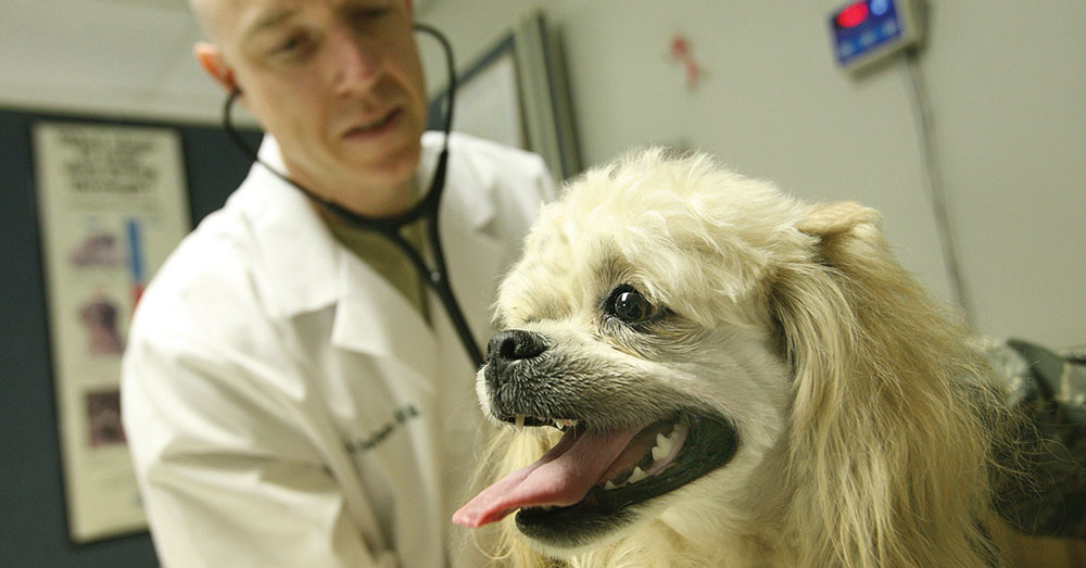 Source: Joint Base San Antonio Pets are being abused so their owners can get narcotics.