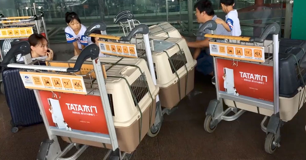 Source: Facebook/Triangle Beagle Rescue of North Carolina The Beagles flew from Beijing to New York.