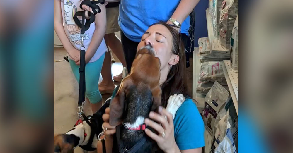 Source: Facebook/Triangle Beagle Rescue of North Carolina A few of the Beagles have already been placed in homes.