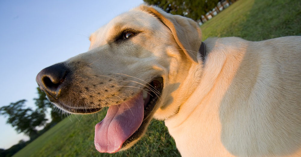 Source: Max Pixel Diesel was a Yellow Labrador who belonged to a Navy Corpsman in training.