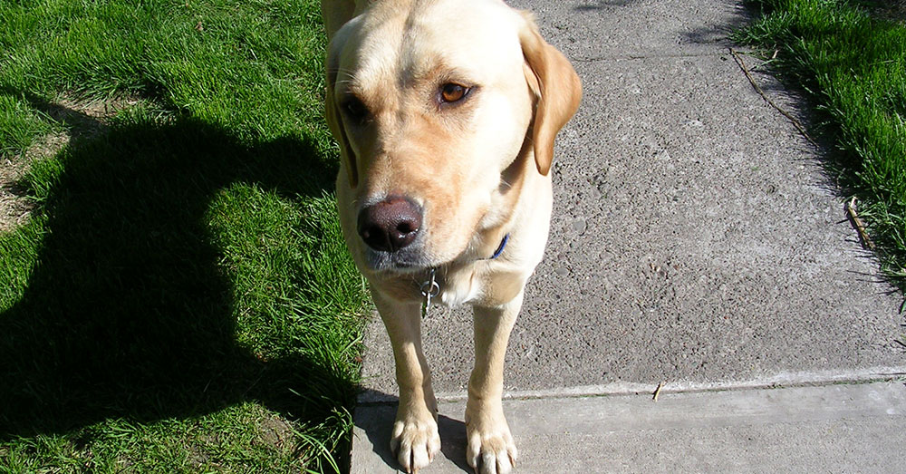 Source: Wikimedia Commons Eventually, Diesel was returned to his owner.