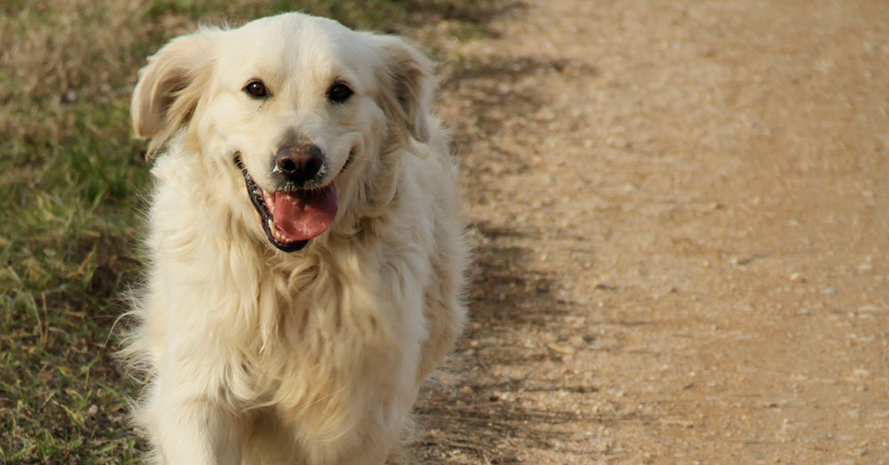 Source: Wikimedia Commons Scooter, a Great Pyrenees/Golden Retriever mix, met Bordelon at the Humane Society of Central Texas.