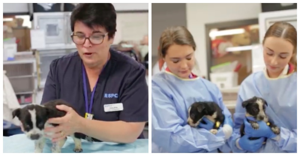 Screen Shots: Facebook/RSPCA Queensland