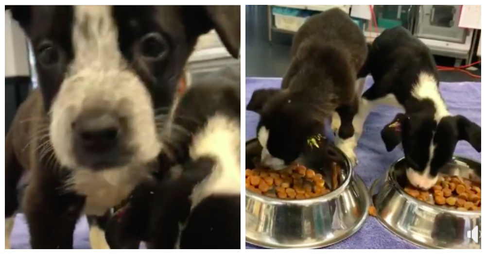 Screen Shots: Facebook/RSPCA Queensland
