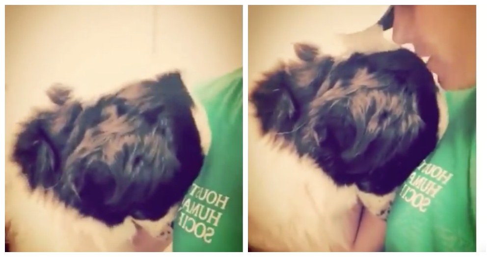 Screen Shots: Facebook/Houston Humane Society