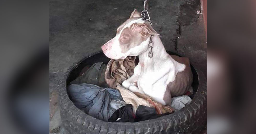 Source: Facebook/Territorio de Zaguates Cala was kept on a short chain that prevented her from laying down.