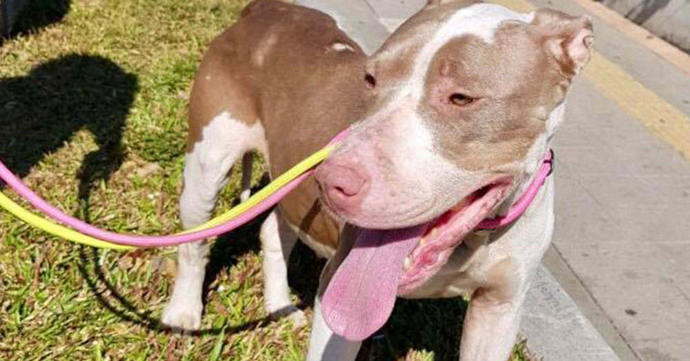 Source: Facebook/Territorio de Zaguates After she was rescued, Cala took her time in warming up to other dogs.