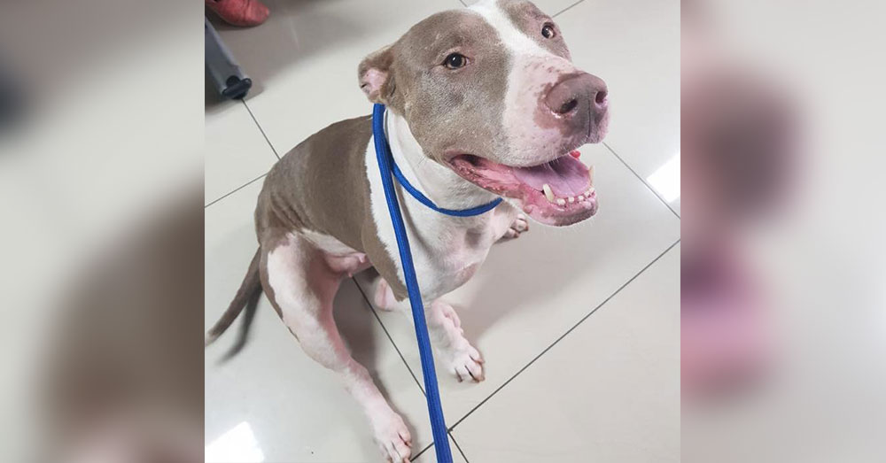 Source: Facebook/Territorio de Zaguates Cala was malnourished and needed veterinary help after she was surrendered,