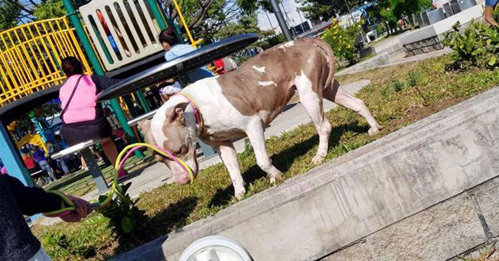 Source: Facebook/Territorio de Zaguates Cala was almost killed when someone put poison sausages around the shelter.