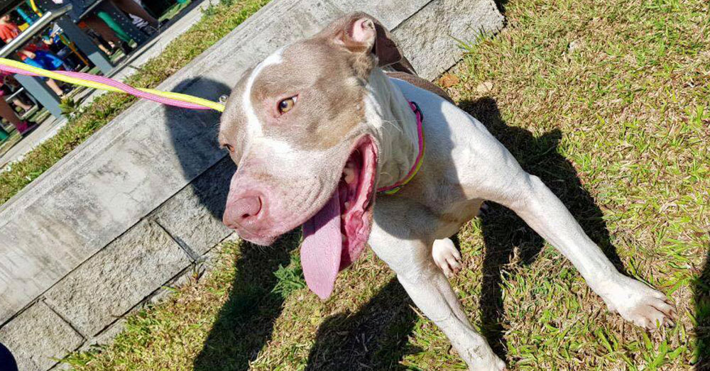 Source: Facebook/Territorio de Zaguates Now Cala has a bright future ahead, and a loving foster family!