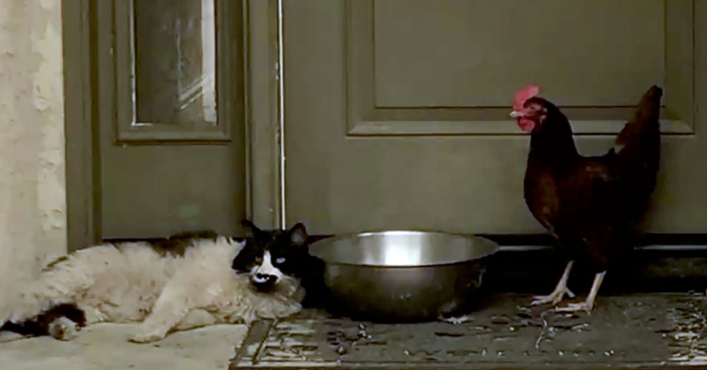 Source: Facebook/Brian Mullahy The cat and chicken stayed safe from the fire near the entrance of an abandoned home.