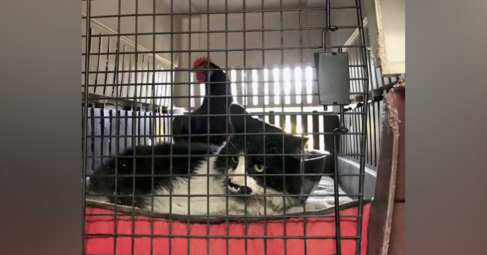 Source: Facebook/Brian Mullahy The unlikely friends even kept calm in the same cage!