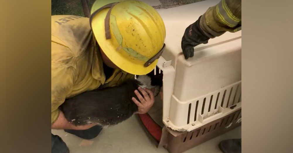 Source: Facebook/Brian Mullahy Firefighters rescued the cat and chicken and transported them to safety.
