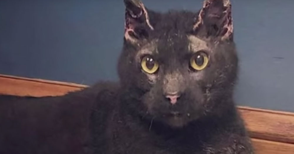 Source: YouTube/Inside Edition Mr. Tibbs was found the following day.