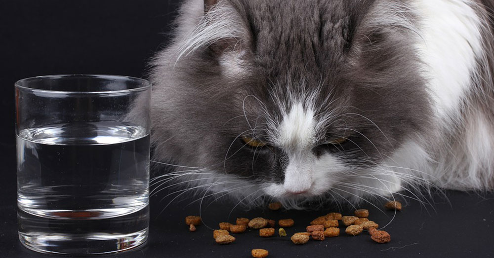 Source: Pixabay Cats need a number of nutrients to survive.