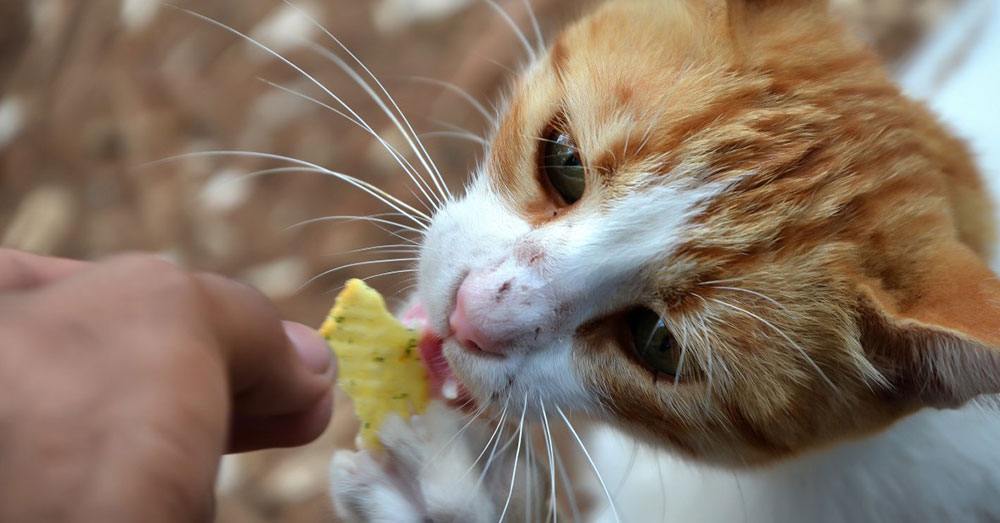 Source: PxHere Protein is important for cats.