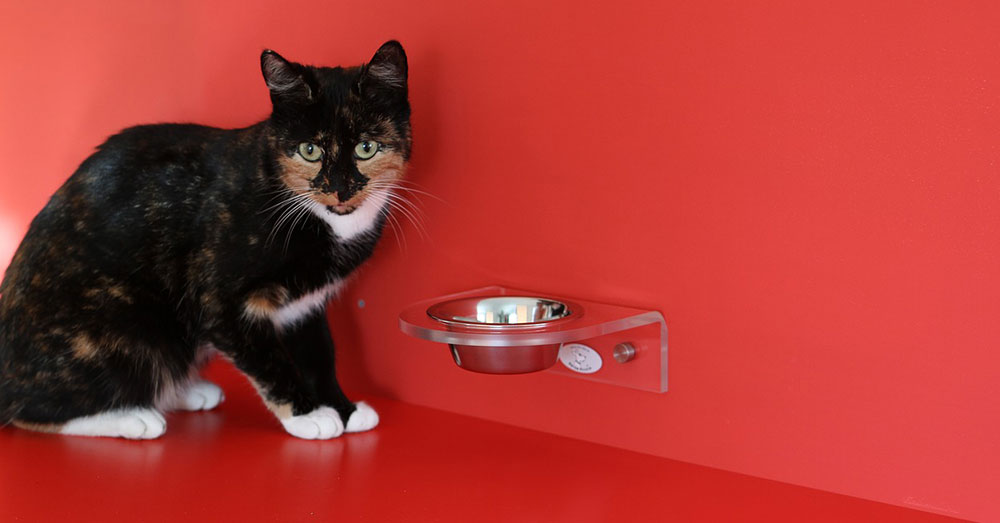 Source: Pixabay Do you know if your cat is getting the right food?