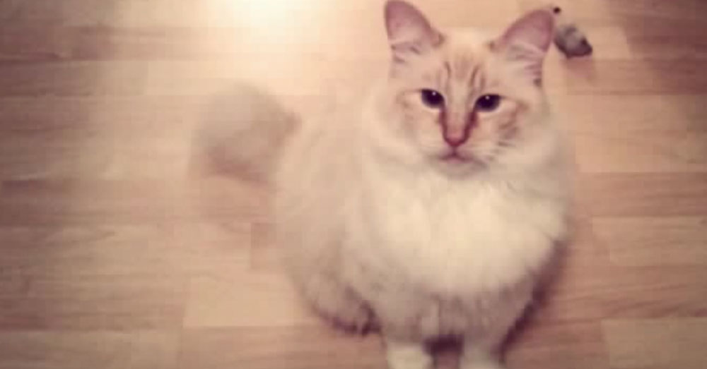 Source: YouTube/Q13 FOX Olly was killed on August 3.