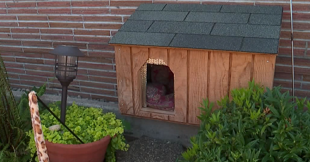 Source: YouTube/Q13 FOX At least 6 other cat killings are thought to be linked to the same killer or killers.