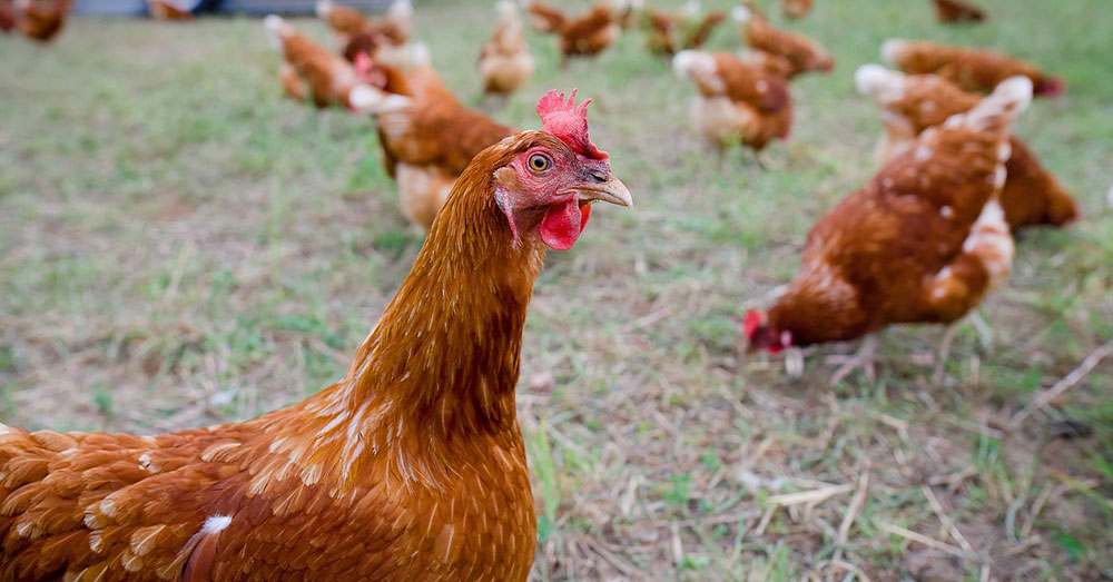 Source: Pixabay The Petrehns keep 13 chickens in the back yard of their cafe.