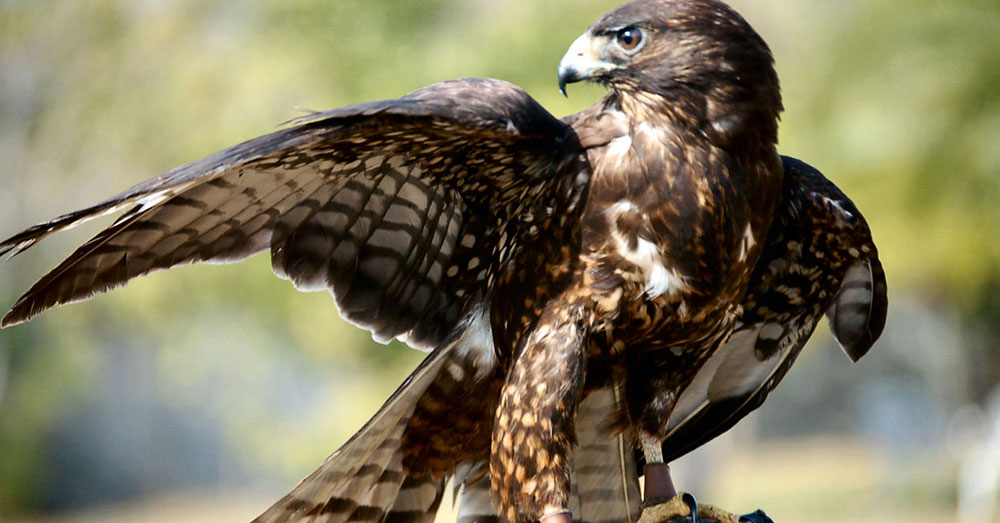 Source: Wikimedia Commons A hawk eying the chickens tried to swoop in and grab one.
