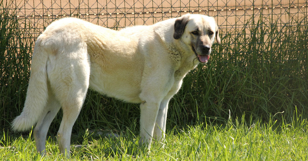 Source: flickr/Jon Mountjoy Thanks to their Anatolian Shepherd - Great Pyrenees mix Cooper, the chickens are safe!