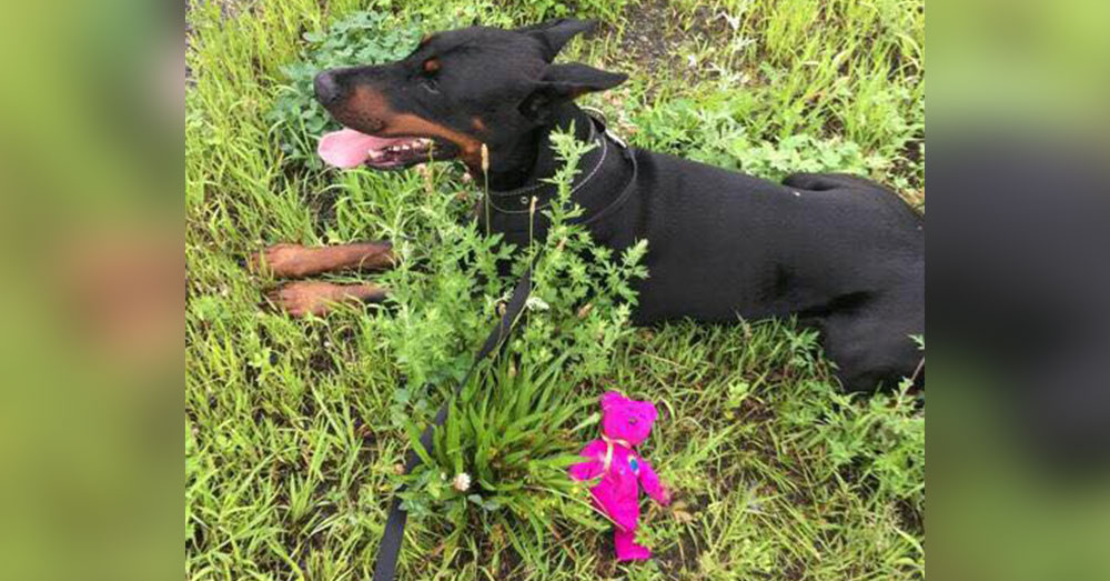 Source: Facebook/Massachusetts State Police Thankfully, troopers found the dog's owner nearby.