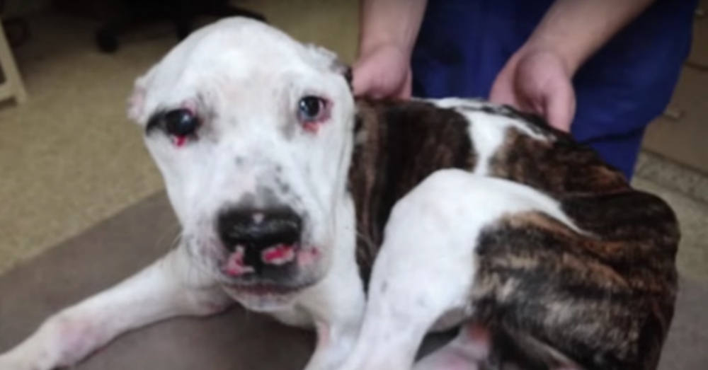Photo: YouTube/Puppy Doe: A Documentary