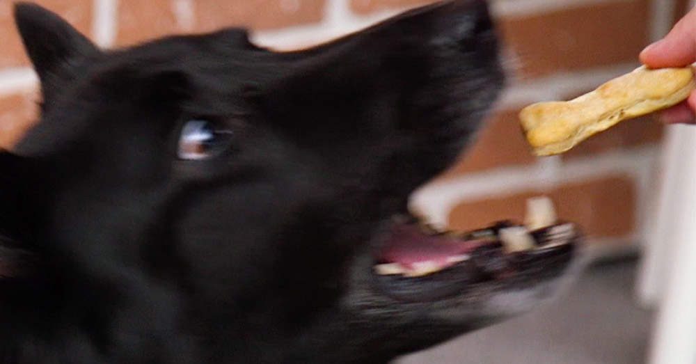 dog treat 3