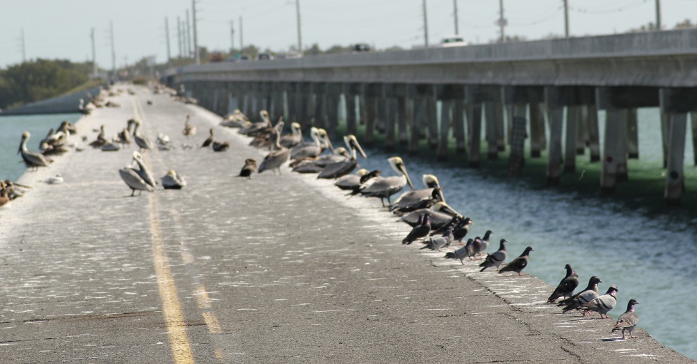 Photo: Flickr/ Big Pine Key Fishing Lodge