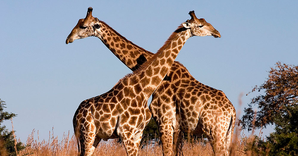 Source: Wikimedia Commons At least 40,000 giraffe parts have been imported into the U.S. in the last decade.