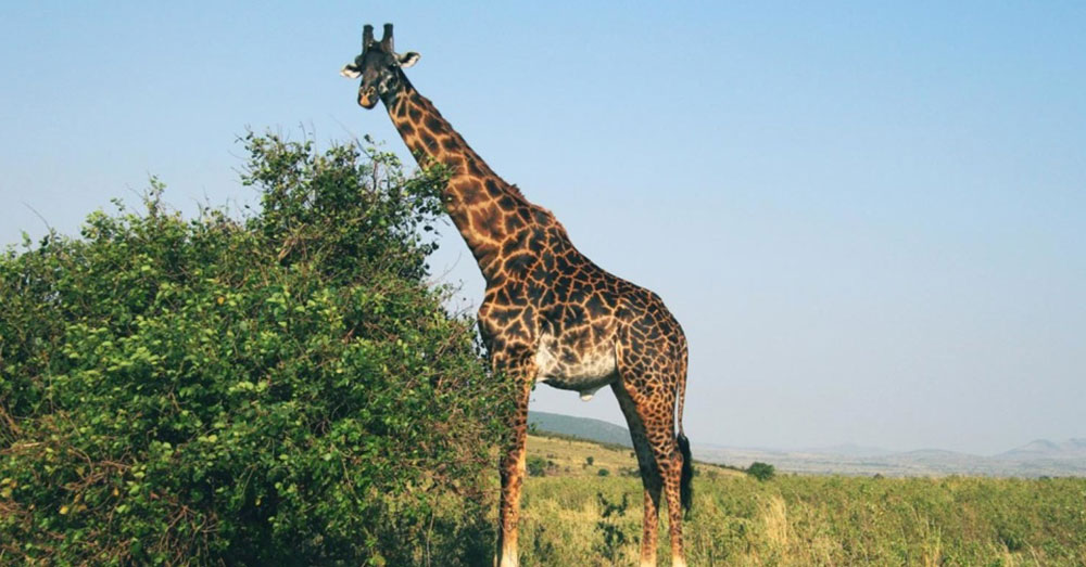 Source: Pixnio Giraffes are not recognized as vulnerable or endangered by the U.S. Fish and Wildlife Service.