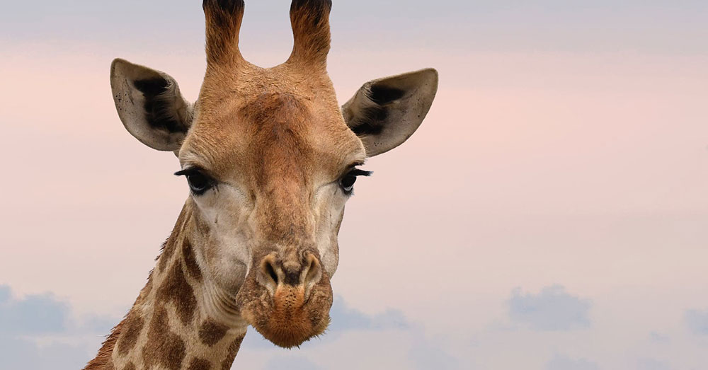 Source: Pexels An HSI investigation found 51 different giraffe part retailers in the U.S.
