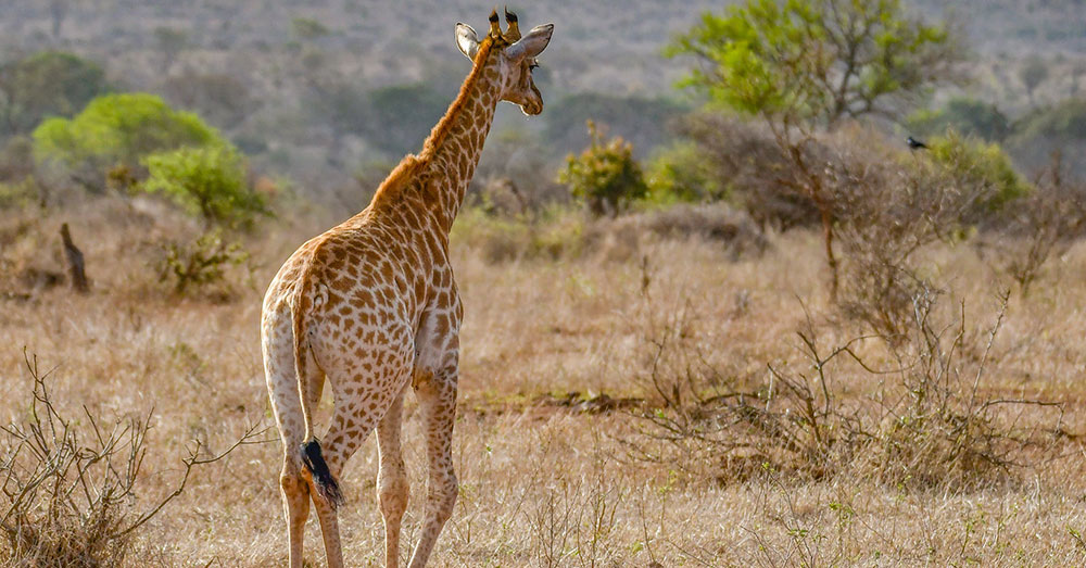 Source: flickr/amanderson2 Along with hides, giraffee bone carvings and full taxidermied carcasses are also sold in the U.S.