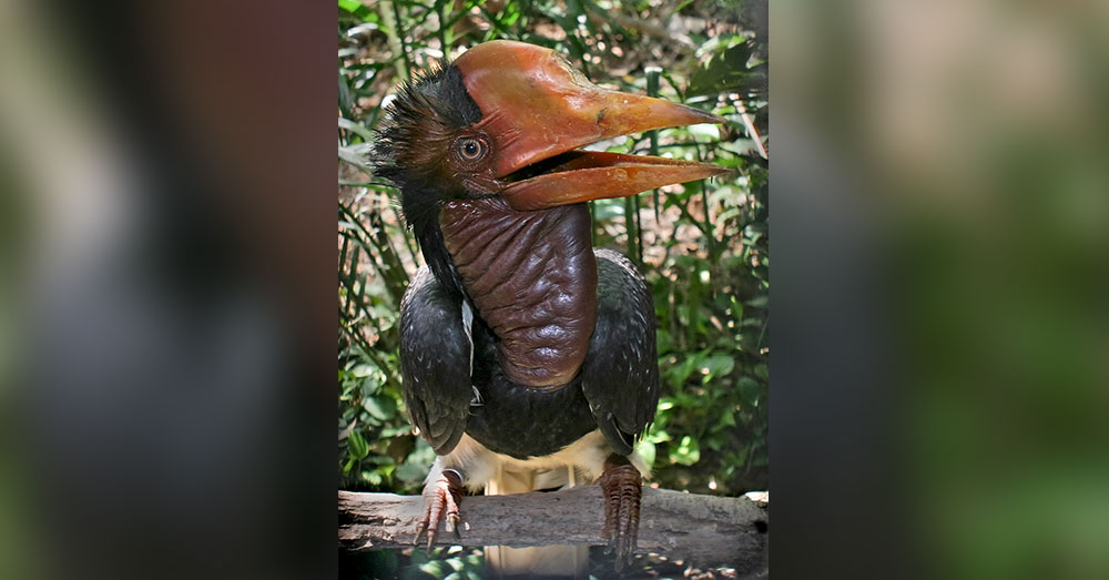 Source: Wikimedia Commons Thousands of Helmeted Hornbills are killed each year.