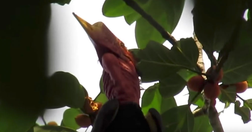 Source: YouTube/SuperBlueTaurus The Helmeted Hornbill may soon go extinct.