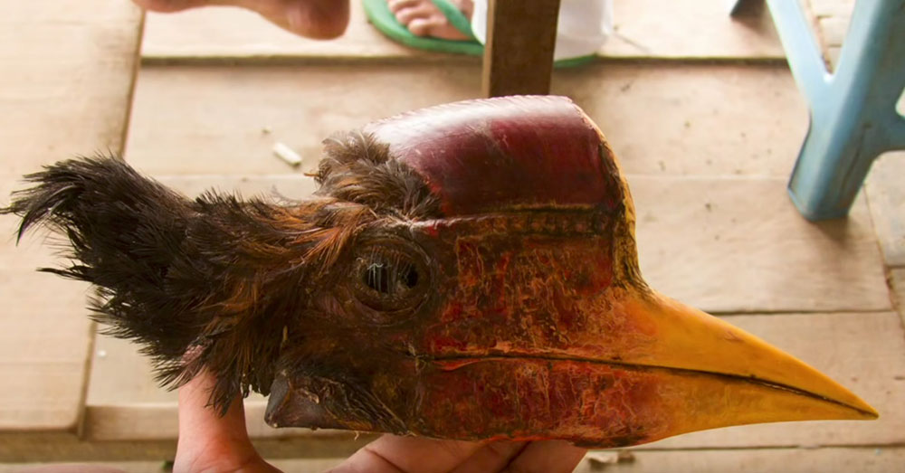 Source: YouTube/SuperBlueTaurus The Hornbill is hunted for its beak, which is more valuable than ivory on some markets.