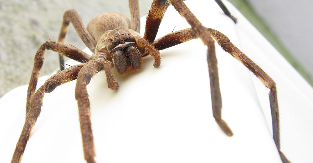 Source: Wikimedia Commons A visit from a Huntsman isn't necessarily a bad thing.