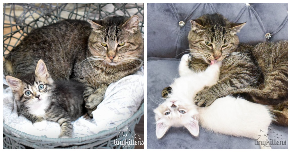 Photos: Facebook/Grandpa Mason and his kittens