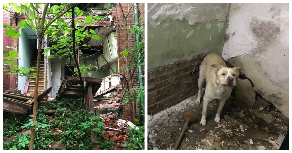 Photos: Facebook/Stray Rescue of St. Louis