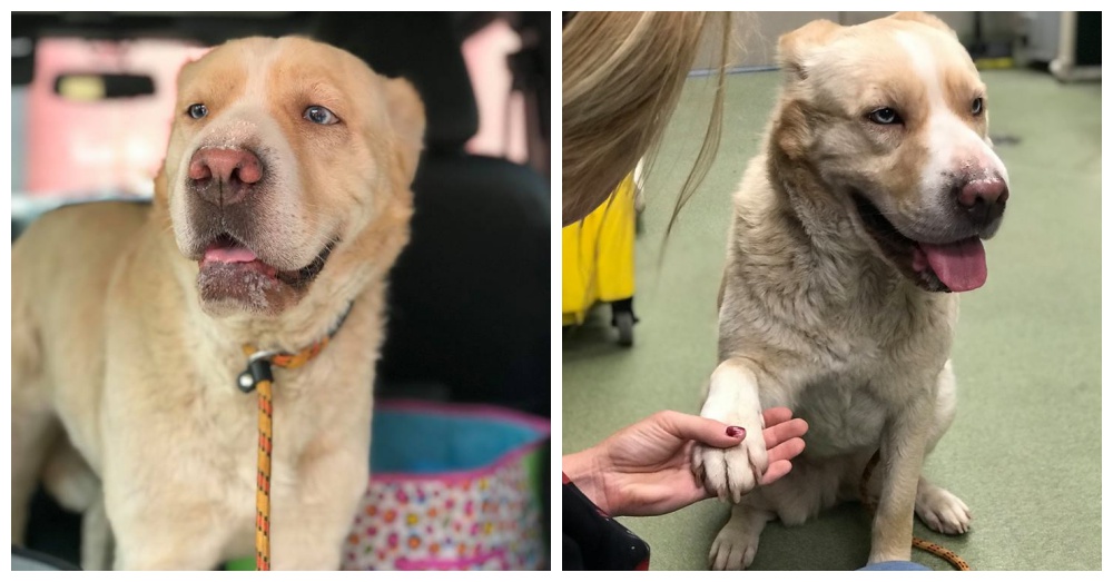 Photos: Facebook/Stray Rescue of St. Louis